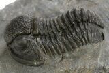 Detailed Proetid (Gerastos) Trilobite Fossil - Morocco #325833-1